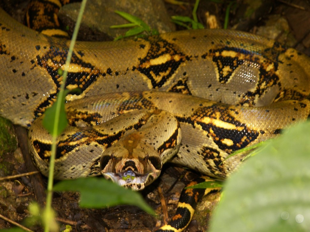 Large