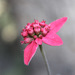 Euphorbia strigosa - Photo (c) Julio Alejandro Álvarez Ruiz, all rights reserved, uploaded by Julio Alejandro Álvarez Ruiz