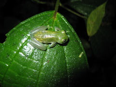 Small
