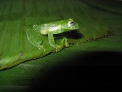 Small
