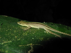 Small