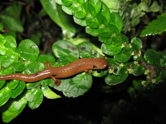 Small