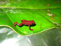 Small