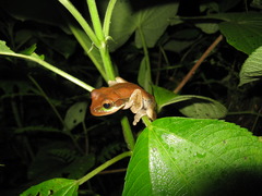 Small