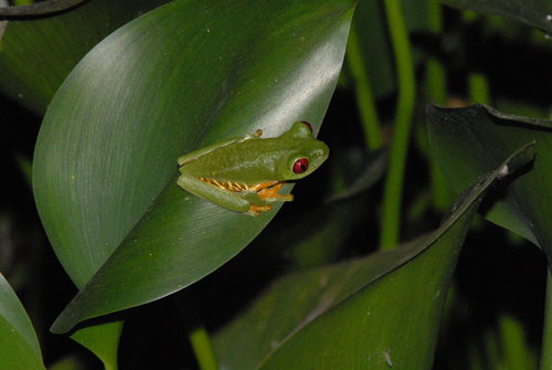 Genus Duellmanohyla ·