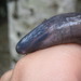 Thompson's Caecilian - Photo (c) Laura Vargas, all rights reserved, uploaded by Laura Vargas