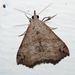 Dichromia occatus - Photo (c) Timothy Bonebrake, todos os direitos reservados, uploaded by Papilionoidea