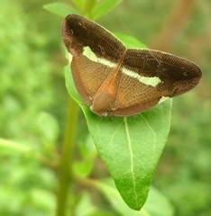 Image of Pochazia fasciata