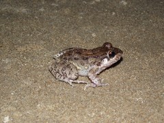 Small