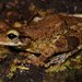 Manaus Spiny-backed Frog - Photo (c) Andrew Snyder, all rights reserved, uploaded by asnyder5