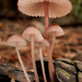 Bonnets - Photo (c) naturalisttrent, all rights reserved, uploaded by naturalisttrent