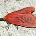 Arctioblepsis rubida - Photo (c) Roger C. Kendrick, כל הזכויות שמורות