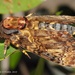 Death's-head Hawkmoths - Photo (c) Roger C. Kendrick, all rights reserved