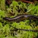 Brown Forest Skink - Photo (c) Andrew Snyder, all rights reserved, uploaded by asnyder5