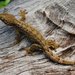 Northern Turniptail Gecko - Photo (c) Andrew Snyder, all rights reserved, uploaded by asnyder5