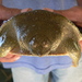 Southeast Asian Giant Softshell Turtles - Photo (c) zeno_wijtten, all rights reserved, uploaded by zeno_wijtten