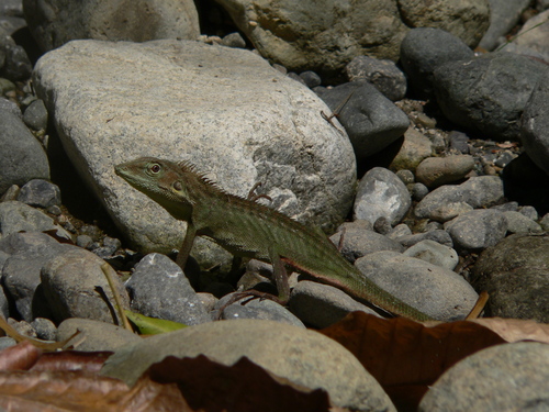 Reptiles of the Philippines's Check List · iNaturalist.org