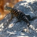 Granite Spiny Lizard - Photo (c) coelho, all rights reserved, uploaded by Joe Coelho