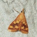 Perilla Leaf Moth - Photo (c) Roger C. Kendrick, all rights reserved