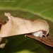 Carea angulata - Photo (c) Roger C. Kendrick, todos los derechos reservados