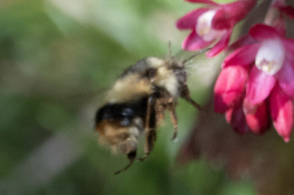 Fuzzy Horned Bumble Bee From Cougar Mountain Bellevue Wa Usa On