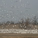 Square