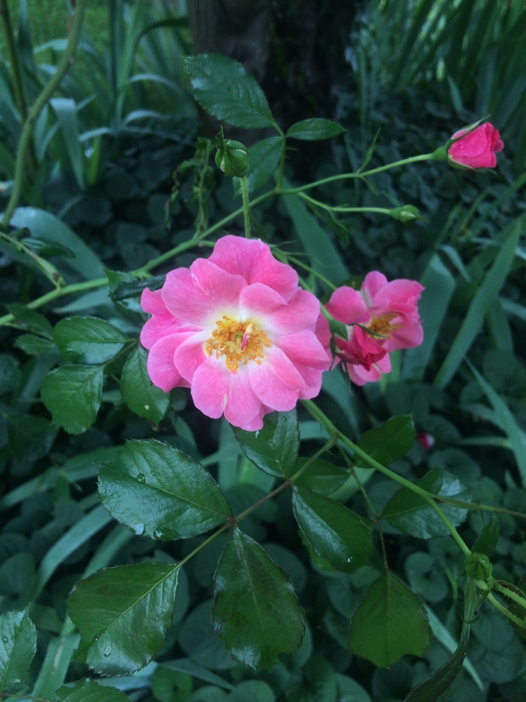 roses from Rue de la Médoquine Talence Aquitaine FR on May 9 2020