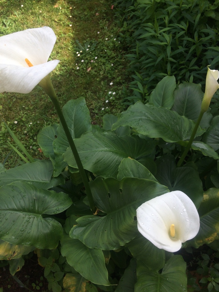 calla lily from Rue de la Médoquine Talence Aquitaine FR on May 9