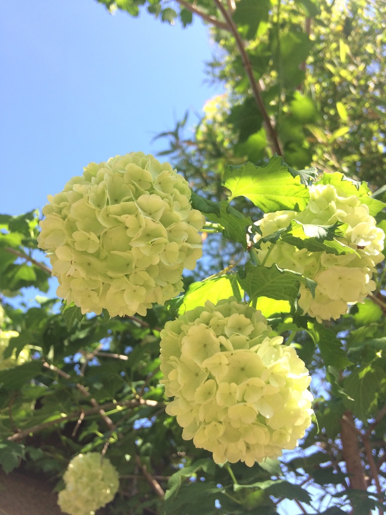 Guelder Rose From Rue De La M Doquine Talence Aquitaine Fr On April