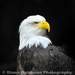 Southern Bald Eagle - Photo (c) Diana Robinson, all rights reserved