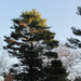Square