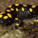 Salamandra infraimmaculata - Photo (c) Shai Pilosof, kaikki oikeudet pidätetään