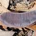 Gymnocladus dioicus - Photo (c) Chad Arment, todos os direitos reservados