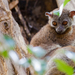 Lemur Comadreja de Edwards - Photo (c) François Dorothé, todos los derechos reservados