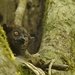 Small-toothed Sportive Lemur - Photo (c) Evan Bowen-Jones, all rights reserved