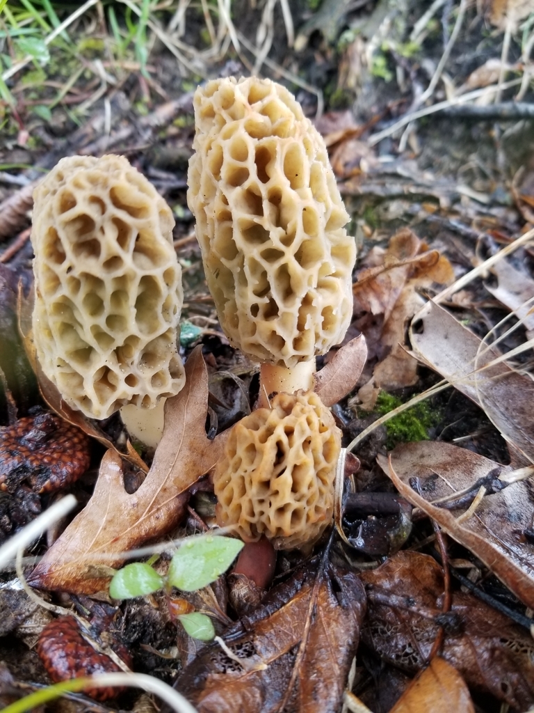 White Morel From Lincoln Charter Township MI USA On May 17 2020 At