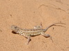 Northern Earless Lizard - Photo (c) danjleavitt, all rights reserved