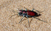 Big Sand Tiger Beetle - Photo (c) danjleavitt, all rights reserved
