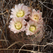 White Fishhook Cactus - Photo (c) J. N. Stuart, all rights reserved, uploaded by James N. Stuart