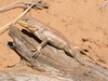 Dunes Sagebrush Lizard - Photo (c) danjleavitt, all rights reserved