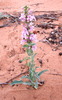 Penstemon buckleyi - Photo (c) danjleavitt, all rights reserved