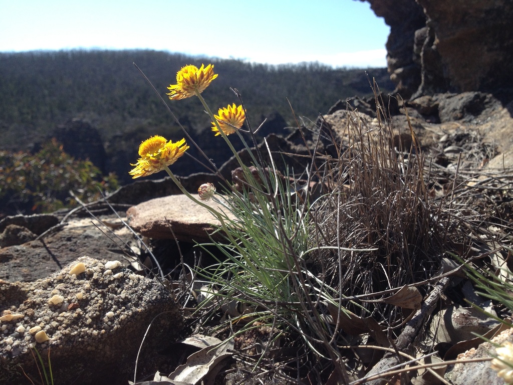 Asteroideae From Blue Mountains National Park Newnes Plateau Nsw Au