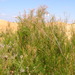 Square