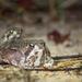 Breviceps - Photo (c) rrommel, all rights reserved