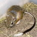 Kangaroo Rats - Photo (c) Dan Leavitt, all rights reserved, uploaded by Dan Leavitt