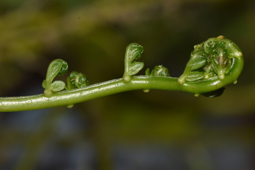 Amauropelta Fluminalis INaturalist United Kingdom