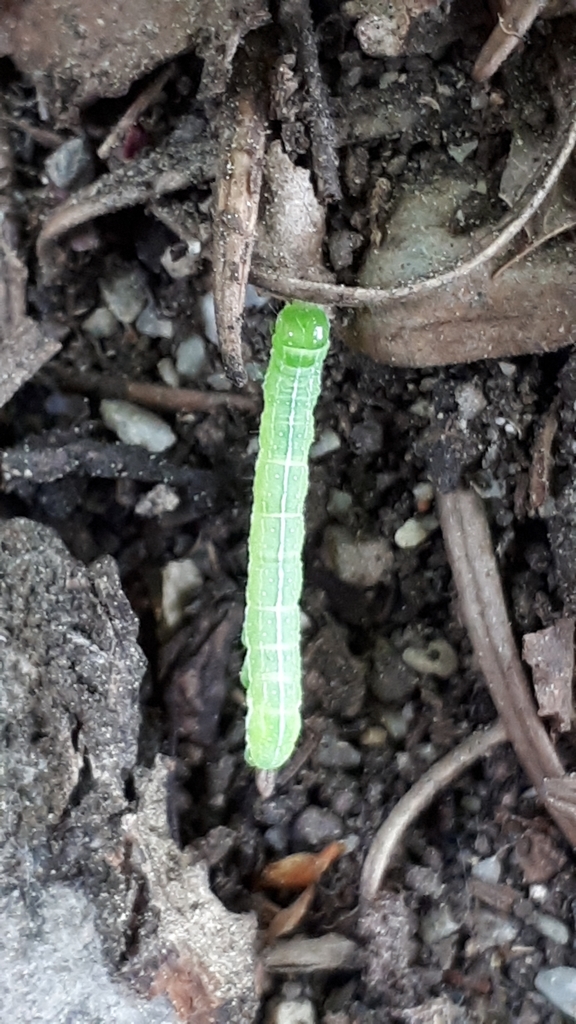 Cutworm Moths And Allies From West Kelowna On May 30 2020 At 03 37 PM