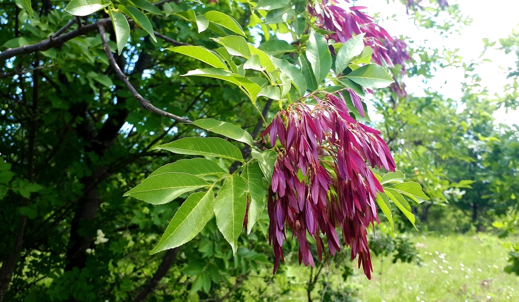 Manna Ash From Velika Croatia On May At Am By Ivana