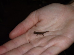 Small
