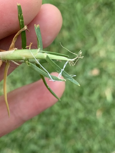 Kikuyu Grass Cenchrus Clandestinus Inaturalist